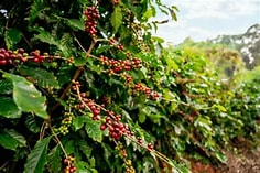 Arabica Brazil Premium